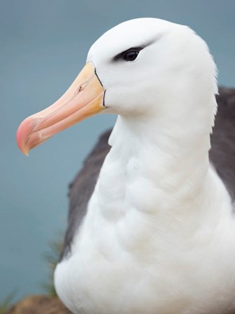 Black-Browed Albatross, Falkland Islands by Martin Zwick / Danita Delimont art print