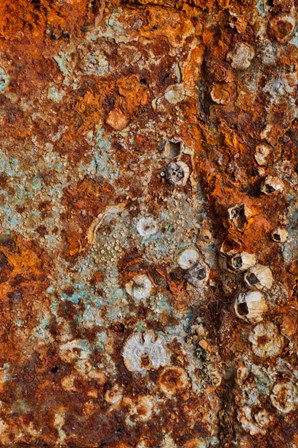 Old Wooden Fishing Boat Out Of Water, Detail Of Paint Crescent City, California by Darrell Gulin / Danita Delimont art print