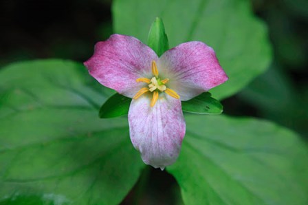 Trillium Perennial Flowering Plant by Mallorie Ostrowitz / DanitaDelimont art print