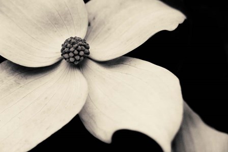 Dogwood Flower by Gary Horsfall art print