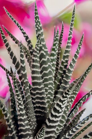 Colorado, Fort Collins, Zebra Plant Succulent by Jaynes Gallery / Danita Delimont art print