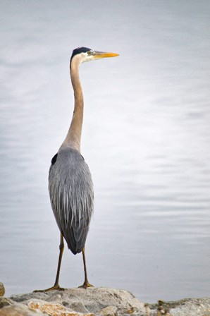 Colorado, Great Blue Heron by George Theodore / Danita Delimont art print