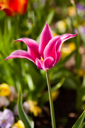 Spring Flowers On Pearl Street, Boulder, Colorado by Kristin Piljay / Danita Delimont art print