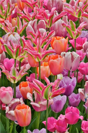 Tulips In Planters, Formal Garden, Mt, Hockessin, Delaware by Darrell Gulin / Danita Delimont art print