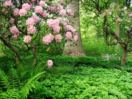 Rhododendrons And Trees In A Park Setting by Julie Eggers / Danita Delimont art print