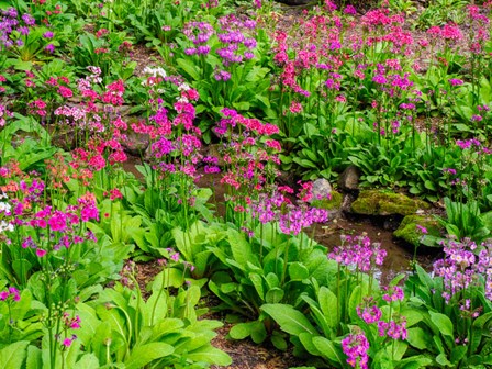 Very Boggy Quarry Garden With Giant Candelabra Primroses by Julie Eggers / Danita Delimont art print