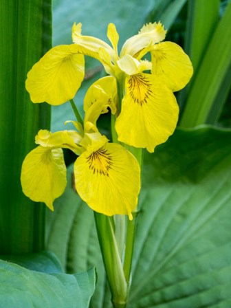 Yellow Iris In A Boggy Environment by Julie Eggers / Danita Delimont art print