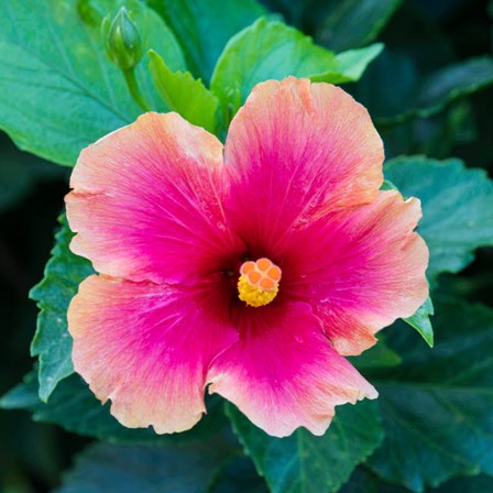 Tropical Hibiscus Flower, Maui, Hawaii by Darrell Gulin / Danita Delimont art print