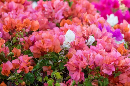 Bougainvillea Flowering, Kihei, Maui, Hawaii by Darrell Gulin / Danita Delimont art print