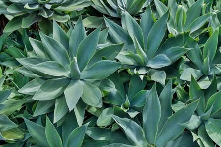 Agave Kula Botanical Gardens, Upcountry, Maui, Hawaii by Darrell Gulin / Danita Delimont art print