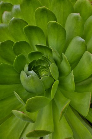 Succulent Close-Up, Upcountry, Maui, Hawaii by Darrell Gulin / Danita Delimont art print