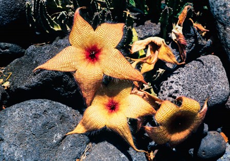 Starfish Flowers, Hawaii by Zandria Muench Beraldo / Danita Delimont art print