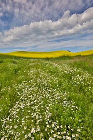 Large Field Of Canola On The Washington State And Idaho Border Near Estes, Idaho by Darrell Gulin / Danita Delimont art print