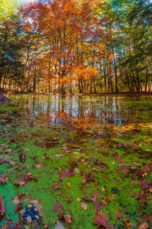 Fall Foliage Reflection In Lake Water by Anna Miller / Danita Delimont art print