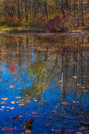 Fall Foliage Reflection In Lake Water by Anna Miller / Danita Delimont art print