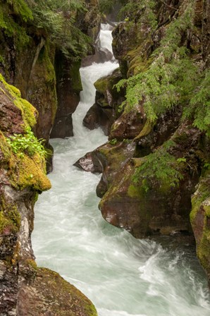 Glacier National Park, Montana Avalanche Creek by Janet Horton / DanitaDelimont art print