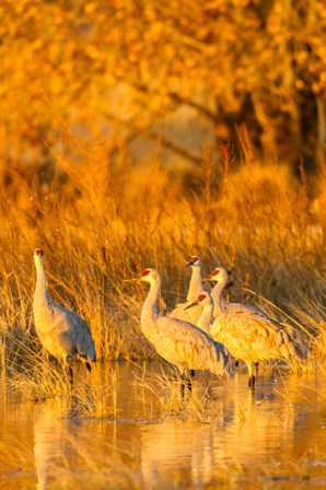 Sandhill Cranes In Water At Sunrise by Jaynes Gallery / Danita Delimont art print