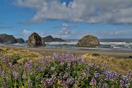 Lupine Along Southern Oregon Coastline by Darrell Gulin / Danita Delimont art print