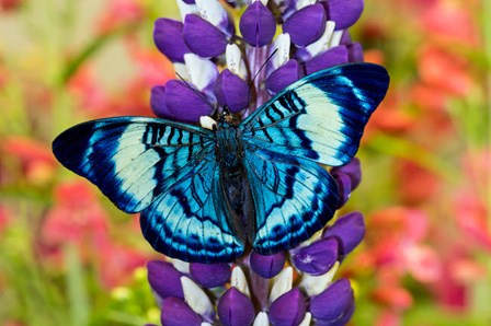 Butterfly, Panacea Procilla On Lupine, Bandon, Oregon by Darrell Gulin / Danita Delimont art print