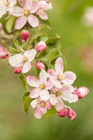 Hood River, Oregon, Close-Up Of Apple Blossoms by Janet Horton / DanitaDelimont art print