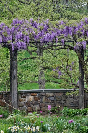 Wisteria In Full Bloom On Trellis Chanticleer Garden, Pennsylvania by Darrell Gulin / Danita Delimont art print