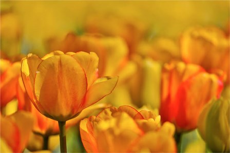 Tulip Garden, Longwood Gardens, Pennsylvania by Darrell Gulin / Danita Delimont art print