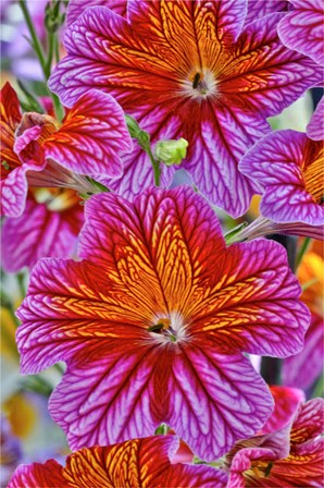 Painted Tongue In Longwood Gardens Conservatory, Pennsylvania by Darrell Gulin / Danita Delimont art print