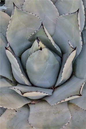 Silver Toned Succulent, Longwood Gardens Conservatory, Pennsylvania by Darrell Gulin / Danita Delimont art print