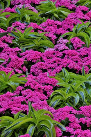 Pinks And Green Design In The Conservatory, Longwood Garden, Pennsylvania by Darrell Gulin / Danita Delimont art print