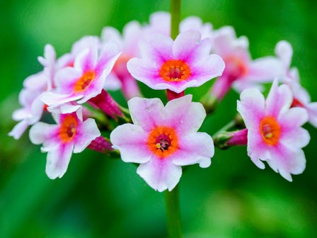 Close-Up Of A Candelabra Primrose by Julie Eggers / Danita Delimont art print