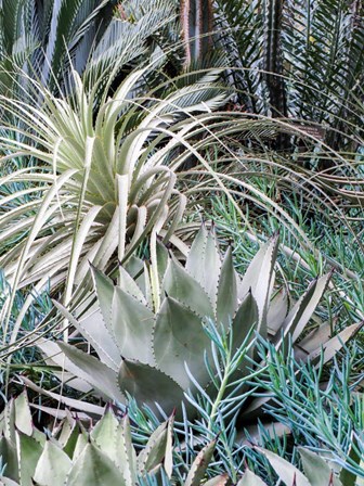 A Garden With An Assortment Of Bromeliad Plants And Textures by Julie Eggers / Danita Delimont art print