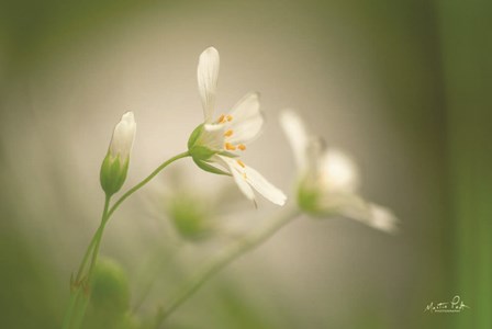 Stellaria by Martin Podt art print