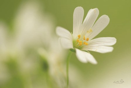 Stellaria Holostea by Martin Podt art print