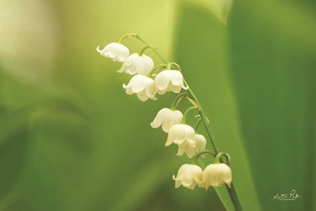 Lily of the Valley by Martin Podt art print