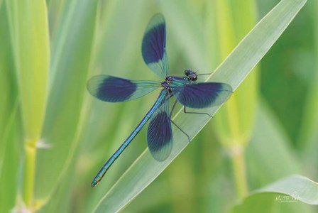 Damselfly in Blue by Martin Podt art print