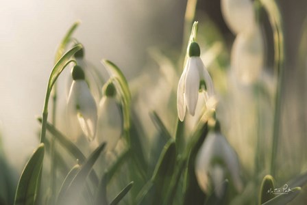 Snowdrops by Martin Podt art print