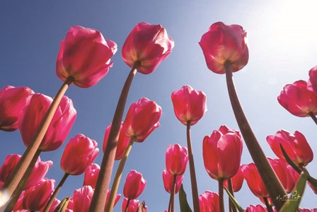 Look Up in Pink by Martin Podt art print