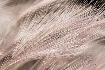 Foxtail Barley III Light by Alan Majchrowicz art print