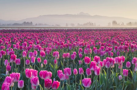 Sunrise Over The Skagit Valley Tulip Fields, Washington State by Alan Majchrowicz / DanitaDelimont art print