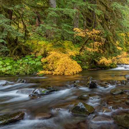 Vine Maples And Sol Duc River In Autumn by Jaynes Gallery / Danita Delimont art print