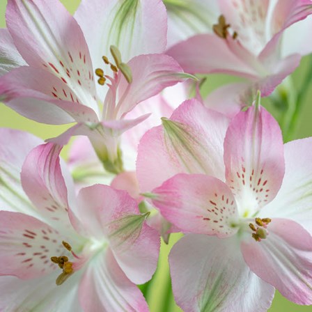 Alstroemeria Blossoms Close-Up by Jaynes Gallery / Danita Delimont art print