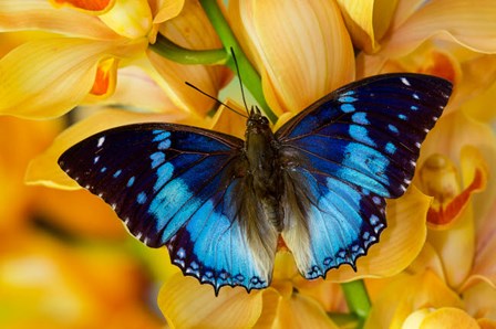 Charaxes Smaragdalis Butterfly On Large Golden Cymbidium Orchid by Darrell Gulin / Danita Delimont art print