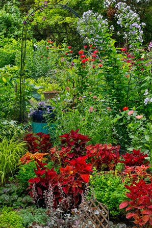 Garden Summer Flowers And Coleus Plants In Bronze And Reds, Sammamish, Washington State by Darrell Gulin / Danita Delimont art print