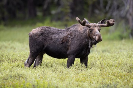 Wyoming, Yellowstone National Park Bull Moose With Velvet Antlers by Jaynes Gallery / Danita Delimont art print