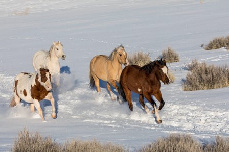 Herd Of Horses Running In Snow by Darrell Gulin / Danita Delimont art print