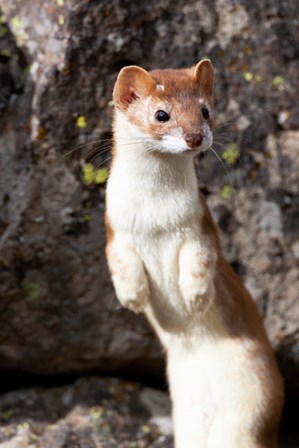 Portrait Of A Long-Tailed Weasel by Ellen Goff / Danita Delimont art print