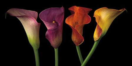 Jewel Calla Lilies by Assaf Frank art print