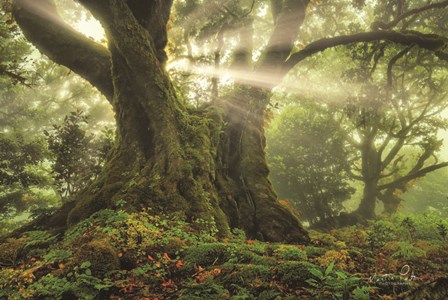 One-Two Tree by Martin Podt art print