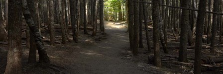 Country Road Panorama VII by James McLoughlin art print