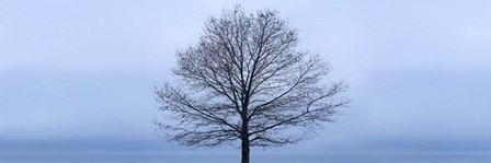 Tree Panorama VI by James McLoughlin art print